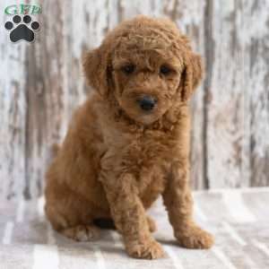 Keesha, Mini Labradoodle Puppy
